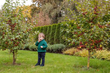 Parkta küçük şirin çocuk. Sonbahar bahçedeki küçük elma Lovelyl sağlığınla çocuk. Çocuklar için açık hava etkinlikleri