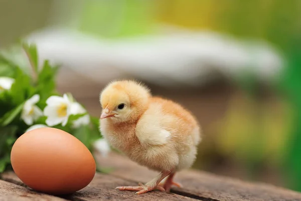 Beautiful Little Chicken Egg Outdoors — Stock Photo, Image