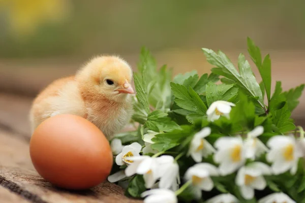 Beautiful Little Chicken Egg Wooden Board Garden Closeup Image Soft — Stock Photo, Image