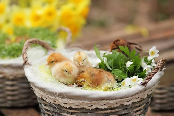 Beautiful Little Chickens Wattled Basket Garden Closeup Image Soft Fokus — Stock Photo, Image