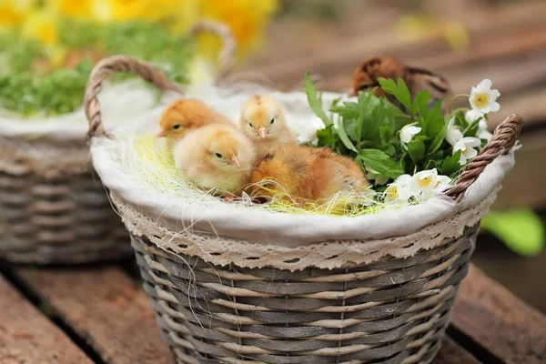 Beautiful Little Chickens Wattled Basket Garden Closeup Image Soft Fokus — Stock Photo, Image
