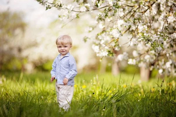 Милый Маленький Мальчик Саду Цветущими Яблонями Улыбающийся Мальчик Веселится Наслаждается — стоковое фото