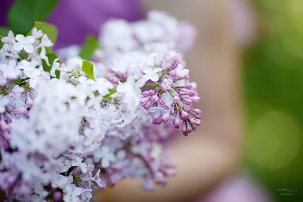 Аромат Весенних Лиловых Цветов Женских Руках — стоковое фото