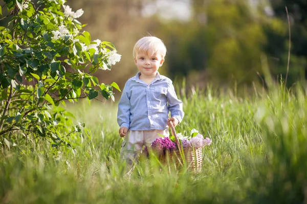 Милый Маленький Мальчик Саду Цветущими Лиловыми Кустами Улыбающийся Мальчик Веселится — стоковое фото