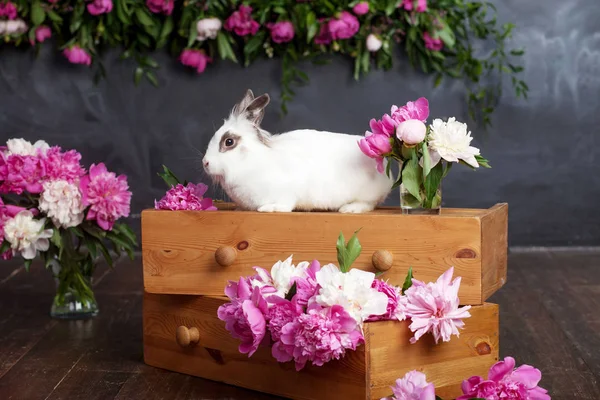 Lapin blanc avec des fleurs printanières sur fond noir. Timbre de Pâques — Photo