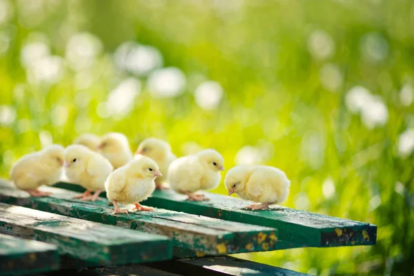 Little chickens and eggs on the wooden table. Green bsckground. — Stock Photo, Image