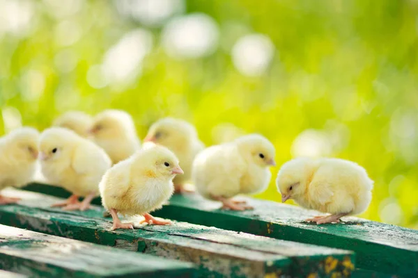 Little chickens and eggs on the wooden table. Green bsckground. — Stock Photo, Image