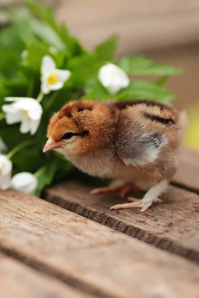 Hermosas gallinas en tablero de madera al aire libre. Primer plano ima —  Fotos de Stock