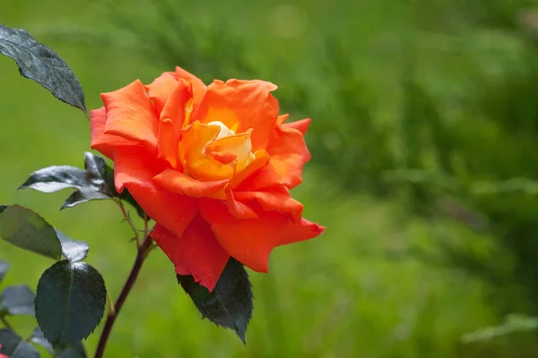 Квітка троянди серед зеленого листя крупним планом — стокове фото