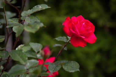 Gül çiçek yeşil yaprakları arasında yakın çekim