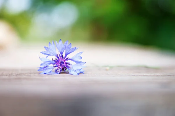 Flor de verano sobre mesa de madera. Primer plano de imagen — Foto de Stock