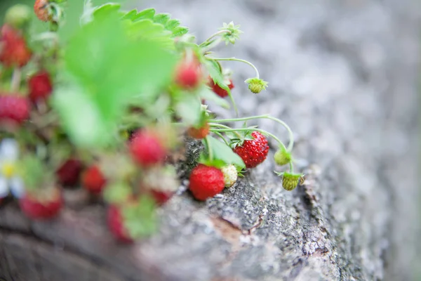 Branches of fresh wild wild strawberry on old wood of a log. Hea — Stock Photo, Image