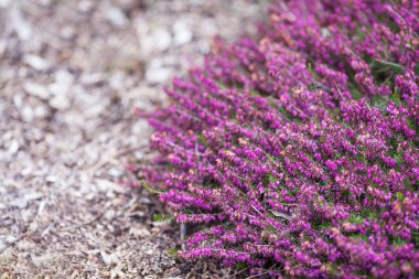 Çiçekli Erica gracilis veya funda süs bitkisi. Calluna vu