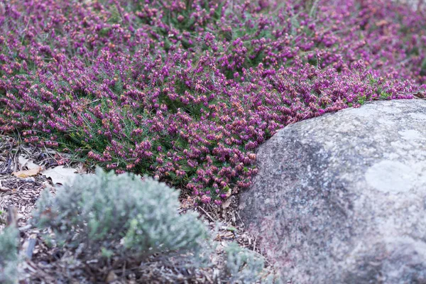 Flowering Erica gracilis or heather ornamental plant. Calluna vu — Stock Photo, Image
