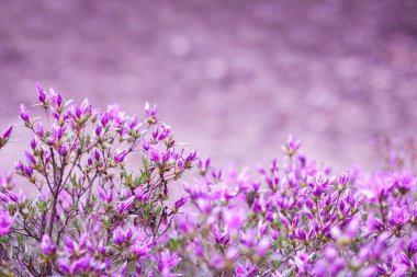 Rhododendron mucronulatum pembe çiçekleri. Akışgenel görünümü