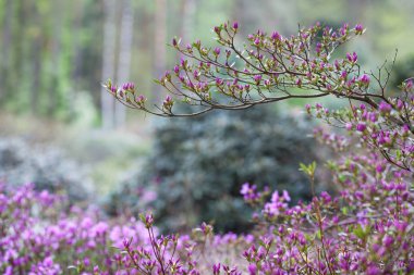 Rhododendron mucronulatum pembe çiçekleri. Pastoral desen ile 