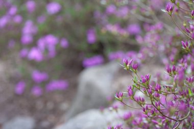 Rhododendron mucronulatum pembe çiçekleri. Web sitesi arka plan veya tebrik kartı için güzel çiçeklenme Kore rhododendron ile Pastoral desen. Kopyalama alanı 