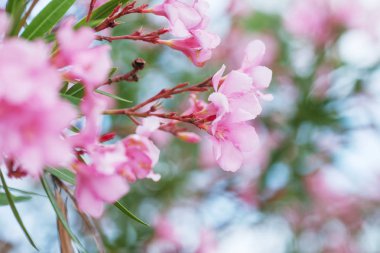 Bahçe içinde çiçeklenme pembe Oleander çiçekler veya nerium. Seçici