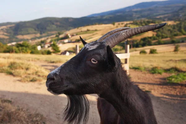 Natura e ambiente. Capra al pascolo nel campo verde della fattoria. Clo — Foto Stock