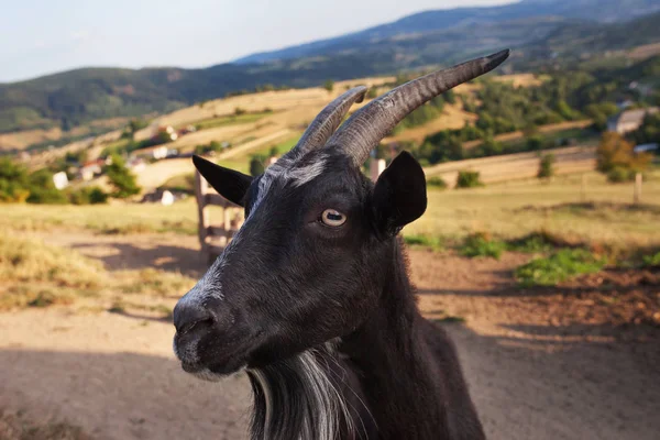Bode Preto Fotografias De Banco De Imagens Imagens Livres De Direitos Autorais Bode Preto Depositphotos