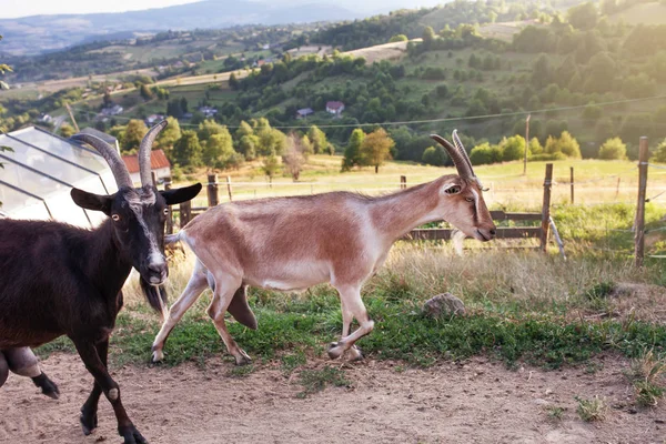 Doğa ve çevre. Tarlalar ve tepeler. Dağ manzarası içinde — Stok fotoğraf