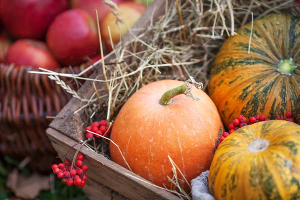 Las calabazas multicolores que yacen sobre paja con una caja de madera en un —  Fotos de Stock