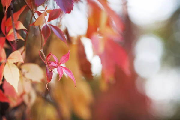 Ramos de uvas de solteira em Outono.Folhas de uva frescas em um beau — Fotografia de Stock