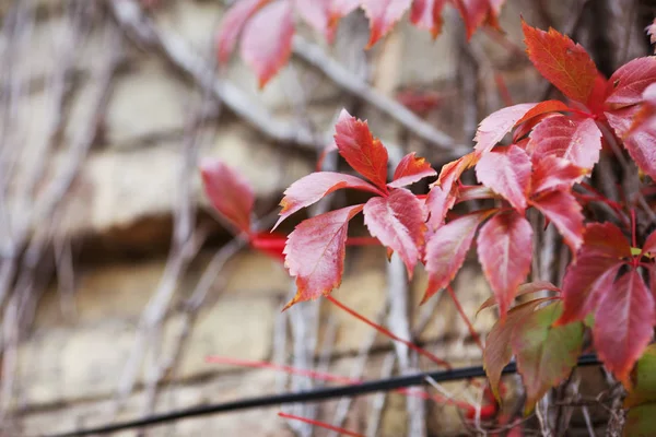 Ветви мака в осенних виноградных листьях на бору — стоковое фото