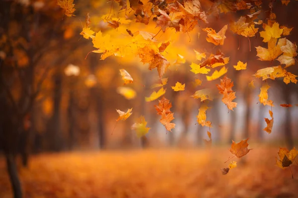Falling maple leaves in the park. Bright gold autumn time. Copy — Stock Photo, Image
