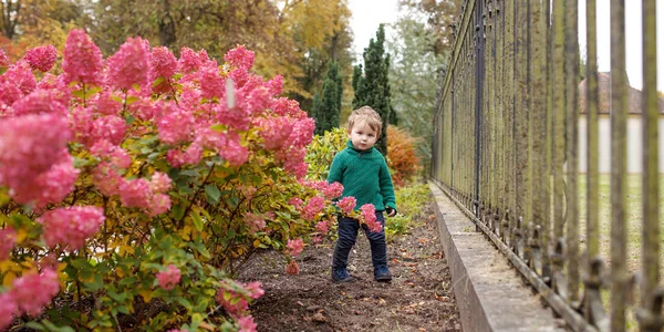 Malý roztomilej kluk v parku. Zavřít obrázek nádherný malý b — Stock fotografie