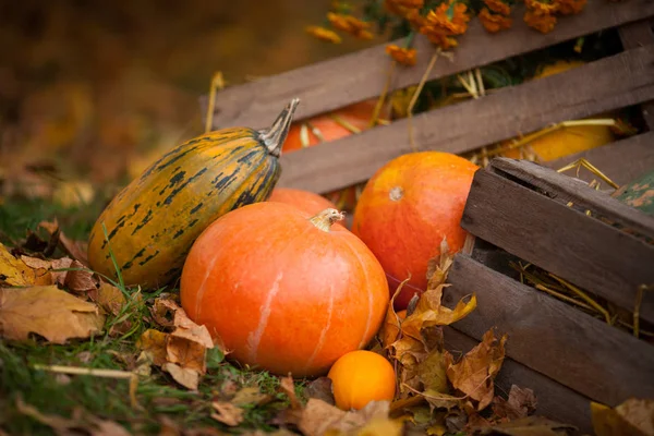 Осенний декор в саду. Тыквы лежат в деревянной коробке на ауту — стоковое фото