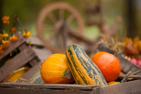 Decoración de otoño en el jardín. Calabazas y calabazas —  Fotos de Stock