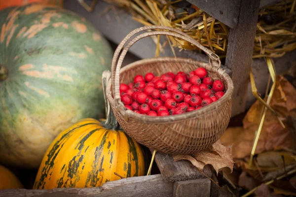 Decoración de otoño en el jardín. Calabazas, médula vegetal y rojo —  Fotos de Stock