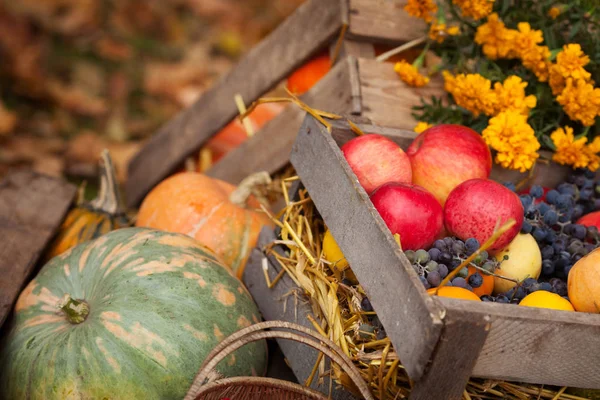 Decoración de otoño en el jardín. Calabazas, uvas y mini manzana roja —  Fotos de Stock