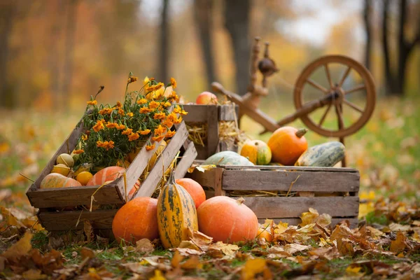 Décor d'automne dans le jardin. Citrouilles et moelles de légumes couchés — Photo