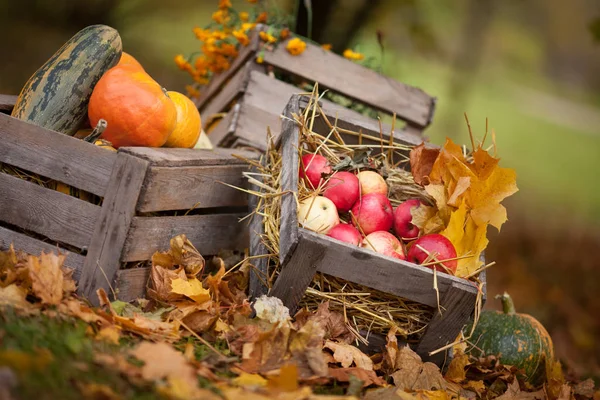 Decoración de otoño en el jardín. Calabazas, médula vegetal y rojo —  Fotos de Stock