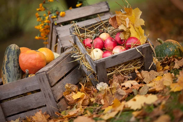 Осенний декор в саду. Тыквы, овощной мозг и красный — стоковое фото