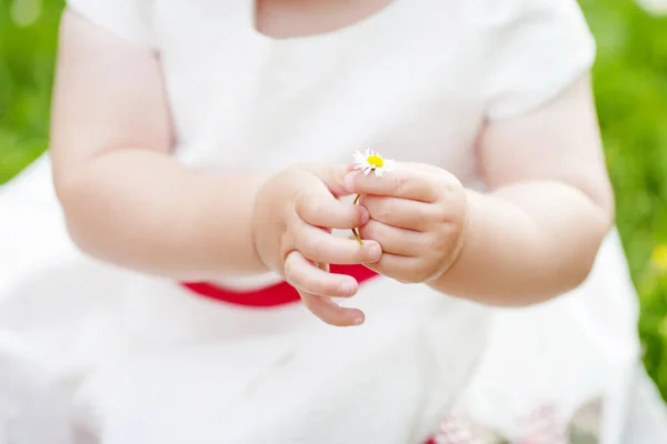 Main Bébé Tient Une Marguerite Petite Fille Mignonne Robe Blanche — Photo