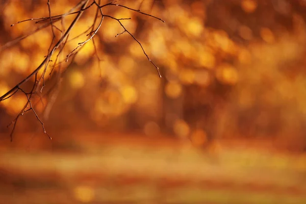 Абстрактный Осенний Фон Вашего Дизайна Принято Осенние Поздние Завтраки Над — стоковое фото