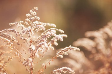 Yaz mevsiminde, sonbahar çimlerini gün batımında, gün doğumunda kapayın. Boşluğu kopyala