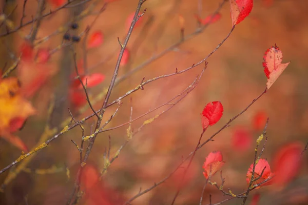 Herfst Rode Bladeren Bruine Brunches Wazige Achtergrond Herfst Natuur Achtergrond — Stockfoto