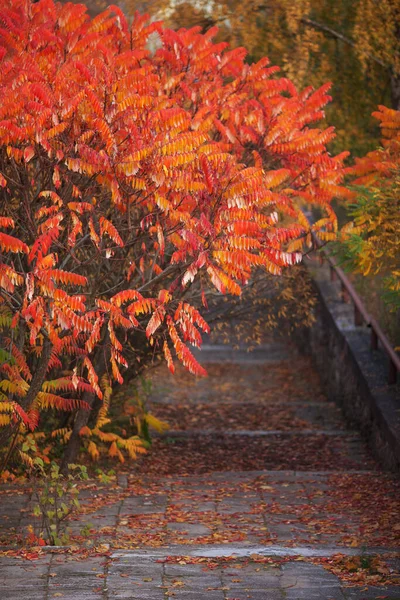 Sumach tree with orange leaves. Autumn landscape in the park with stairs. Autumn time