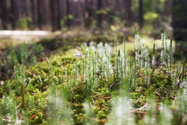 Güneş ışığında güzel yeşil yosun, yakın plan, makro. Yosun arkaplanı çok güzel. Sonbahar, orman, doğa, vahşi yaşam.