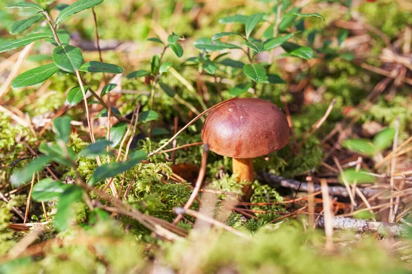 Cute Mushroom Growing Grass Forest Beautiful Small Brown Cap Cep — Stock Photo, Image