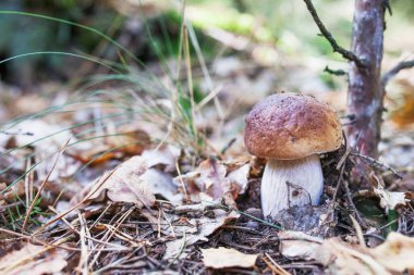 Ormandaki çimlerin üzerinde tatlı beyaz mantar büyüyor. Vejetaryen diyeti.. 