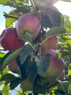 Yeşil yapraklarla çevrili bir ağaç dalında yetişen kırmızı elmalar. Sahne olgun meyvelerin tazeliğini doğal bir ortamda yakalar..