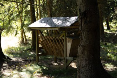 Uzun ağaçlarla çevrili bir ormanda ahşap bir barınak duruyor. Güneş ışığı dalların arasından süzülerek sakin bir atmosfer yaratır..