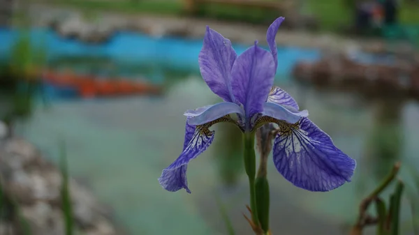 Bela planta íris azul close-up com lagoa no fundo — Fotografia de Stock