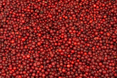 Satılık kırmızı yaban mersini.