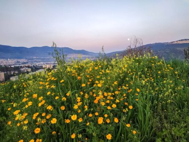 Nature of Israel Haifa Karmiel. Wildflower field, Heights near valley, sunny sunrise and nobody. Orange marigold flowers clipart